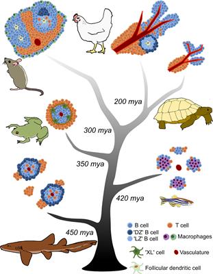 450 million years in the making: mapping the evolutionary foundations of germinal centers